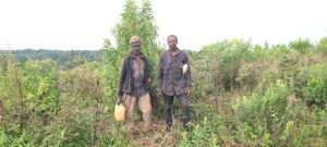 Lire la suite à propos de l’article Les Bienfaits du Raphia vinifera : Un Trésor Écologique et Économique pour le Cameroun